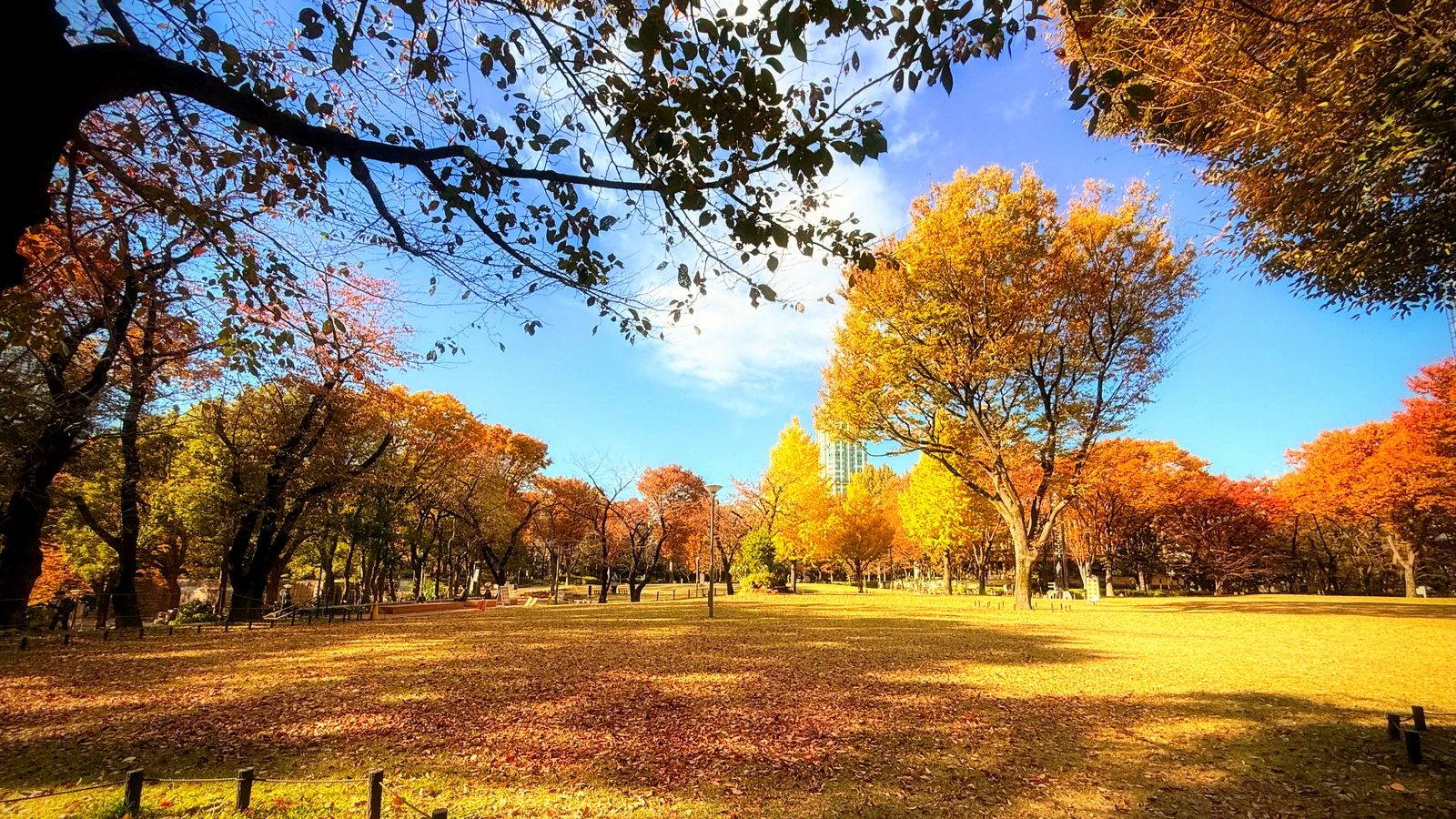 스타벅스에서 보이는 신주쿠 중앙공원 [출처: 직접 촬영]