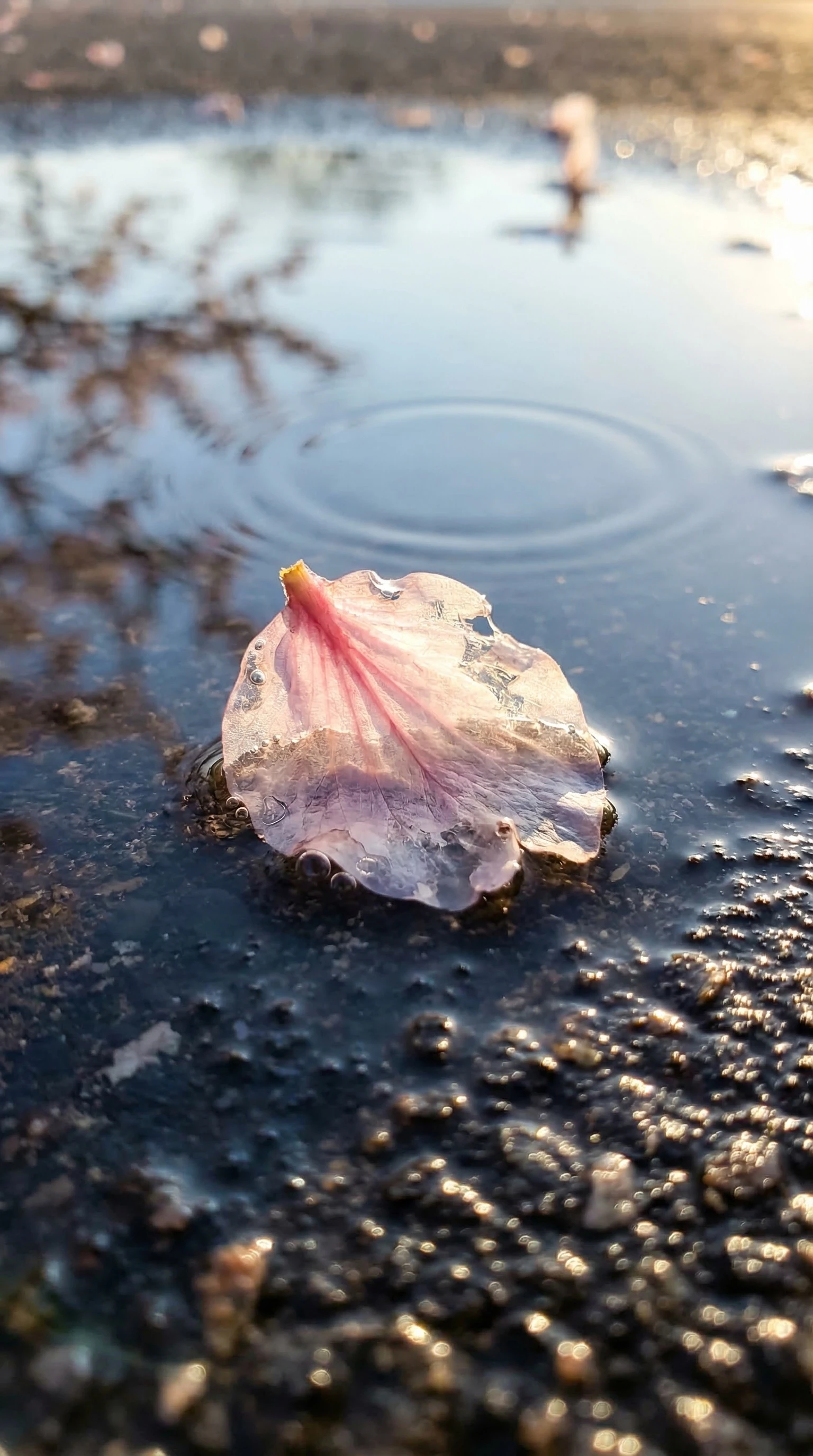 비가 그친 아침, 웅덩이 위에 떠 있는 벚꽃잎